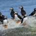 puffin_atlantic_msi_h_1454_can1075.jpg